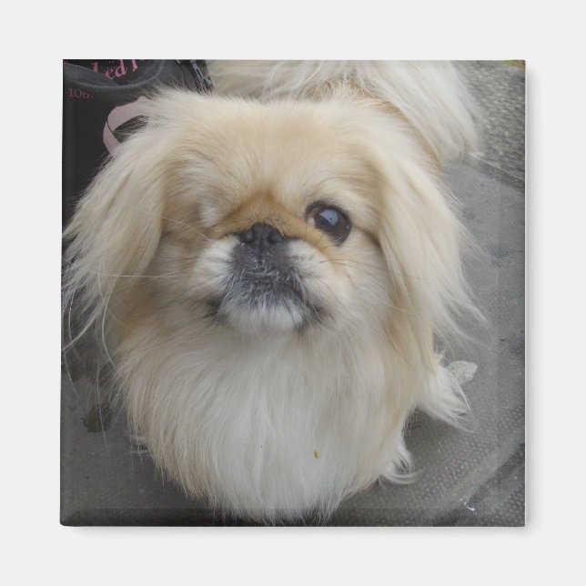 Aimant chien aux yeux (Devant)