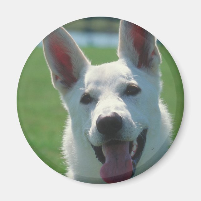 Aimant Chien berger allemand blanc (Devant)