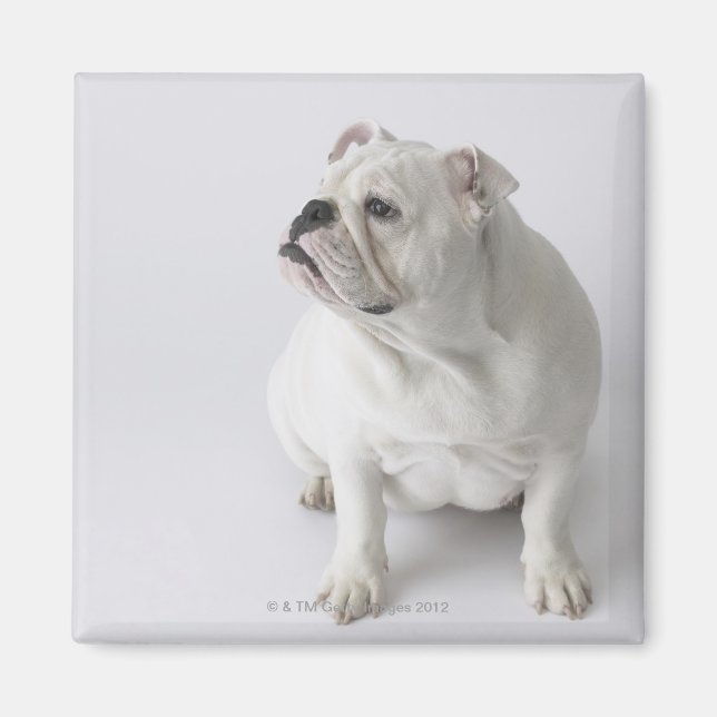 Aimant Chien blanc (Devant)