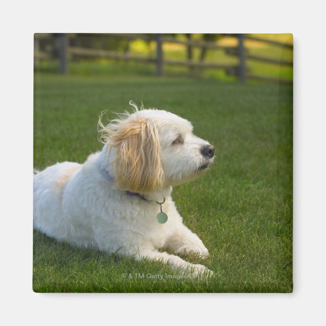 Aimant Chien blanc (Devant)