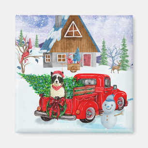 Aimant Chien Border Collie dans un camion de livraison de