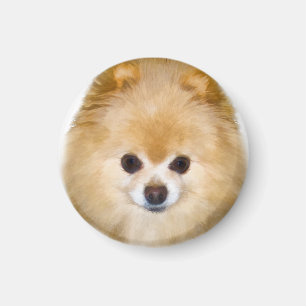 Aimant Chien Brown et blanc de Pomeranian