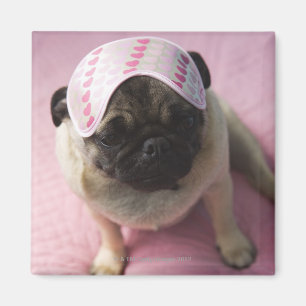 Aimant chien carlin avec masque oculaire sur la tête assi