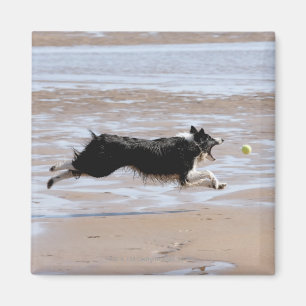 Aimant Chien chassant une boule à la plage