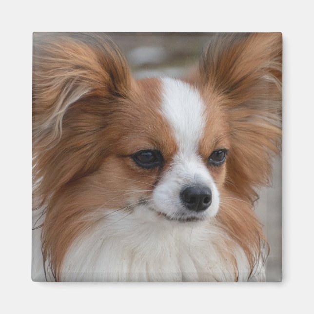 Aimant Chien chiot Papillon amical (Devant)
