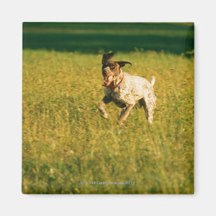 Aimant Chien courant à travers l'herbe