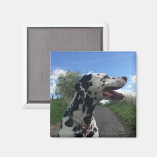 Aimant Chien dalmate sur le sentier de marche, jour ensol