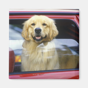 Aimant Chien dans la fenêtre de voiture rouge