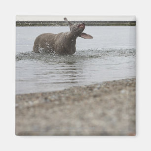 Aimant Chien dans le lac secouant outre de l'eau