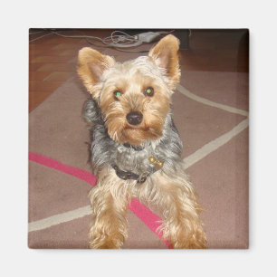 Aimant chien de "art de bruit" d'aimant