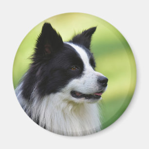 Aimant Chien de berger border collie noir et blanc