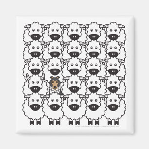 Aimant Chien de berger de Shetland chez les moutons