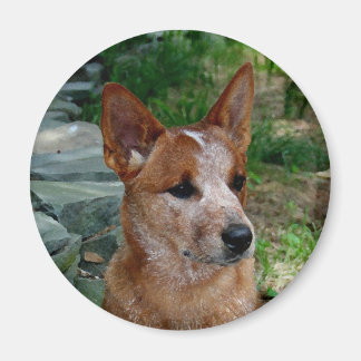 Aimant Chien de bétail