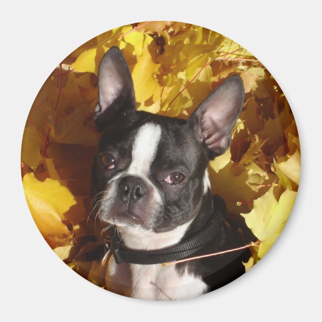 Aimant Chien de Boston Terrier entouré de Fall Leaves Mag (Devant)