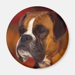 Aimant Chien de boxeur