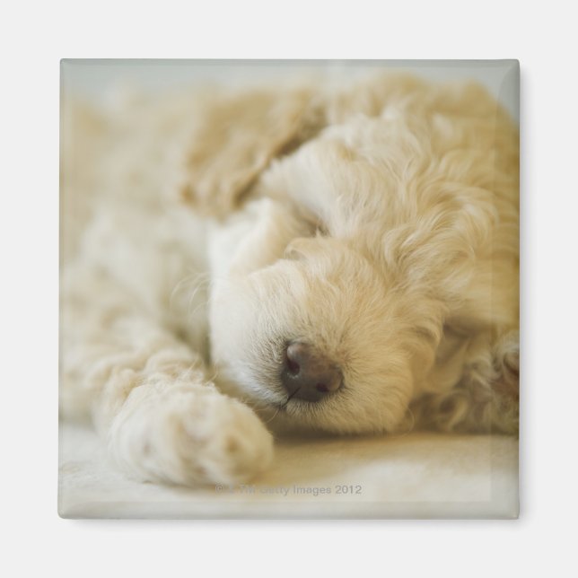 Aimant Chien de caniche couché 2 (Devant)