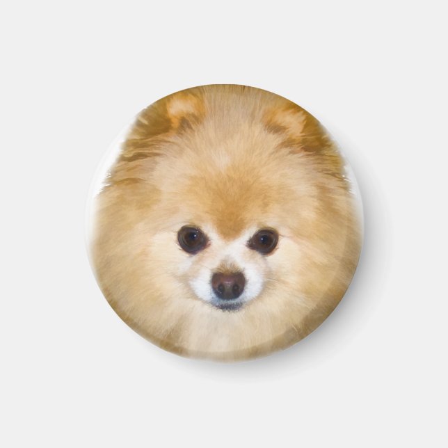 Aimant Chien de Poméranie Brown et blanc (Devant)