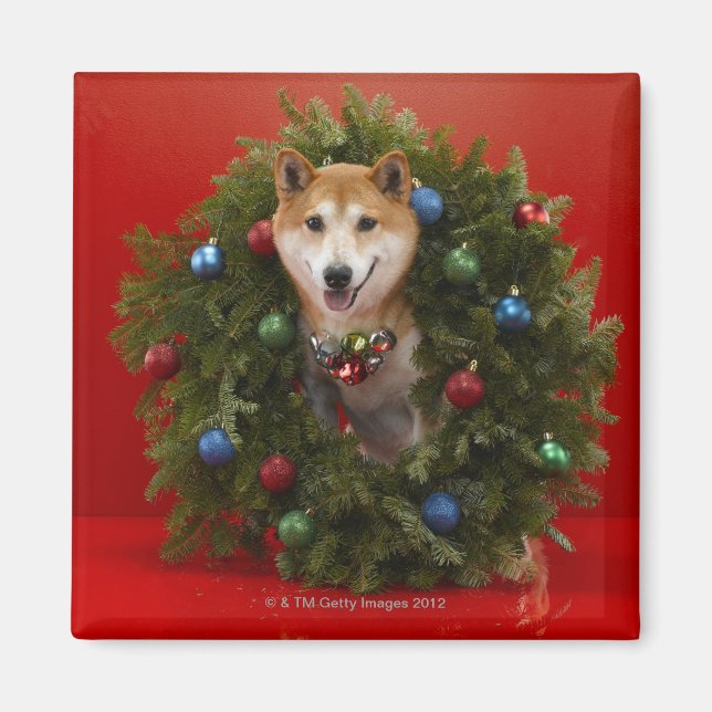 Aimant Chien de Shiba Inu assis sur la couronne de Noël (Devant)