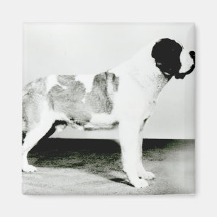 Aimant Chien de St. Bernard