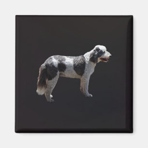 Aimant Chien d'eau portugais