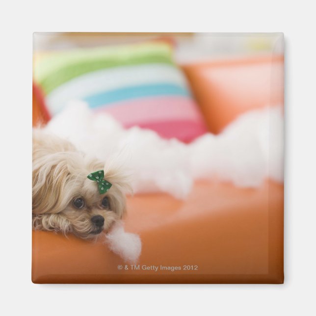 Aimant Chien destructeur (Devant)