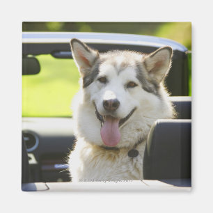 Aimant Chien enroué de convertible