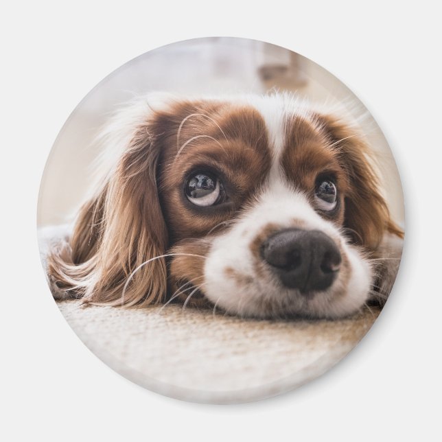 Aimant Chien Espagnol Coqueur Triste (Devant)