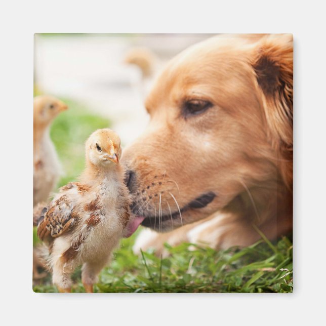 Aimant Chien et poussin (Devant)