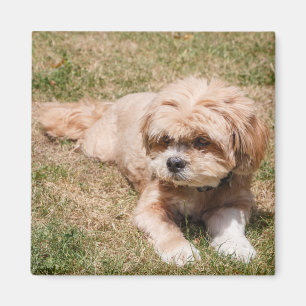 Aimant Chien Lhasa Apso