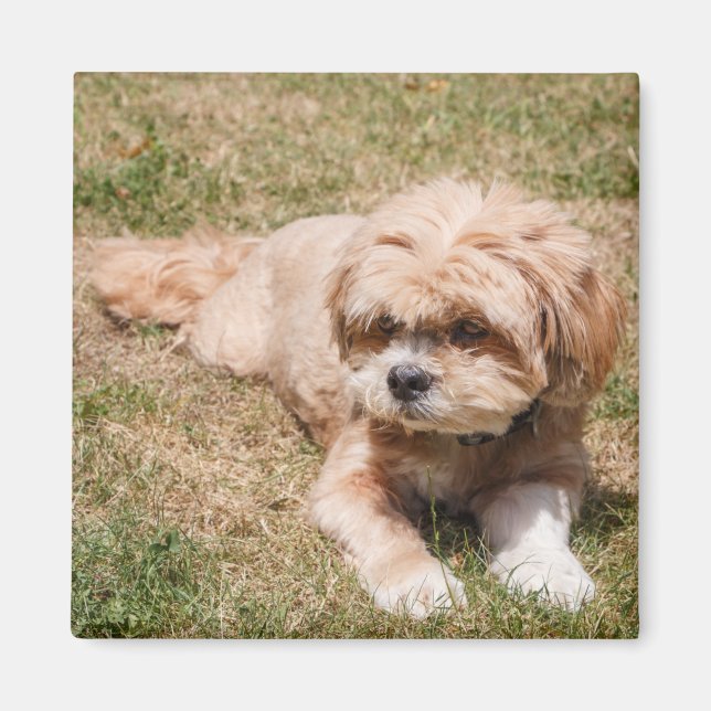 Aimant Chien Lhasa Apso (Devant)