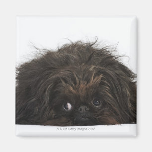 Aimant Chien noir de Pekingese se couchant
