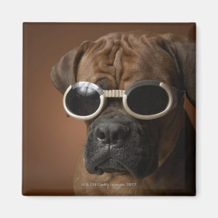 Aimant Chien portant des lunettes de soleil