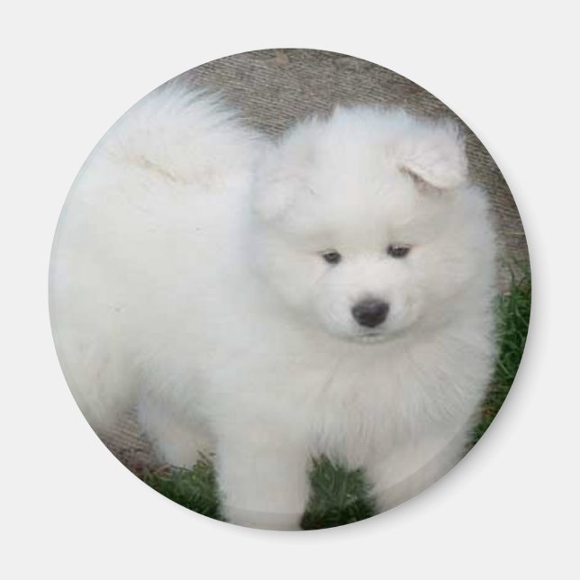 Aimant Chien Samoyé (Devant)