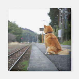 Aimant Chien se reposant sur la station de train