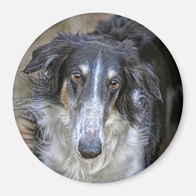 Aimant Chien Secouru de Borzoi (Devant)
