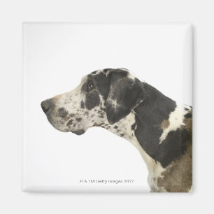 Aimant Chien sur le blanc 11