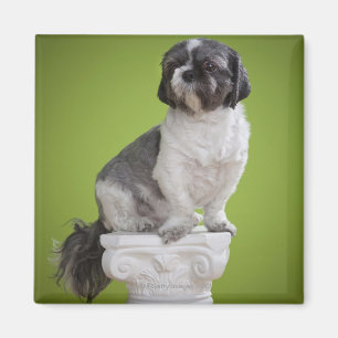 Aimant Chien sur une colonne