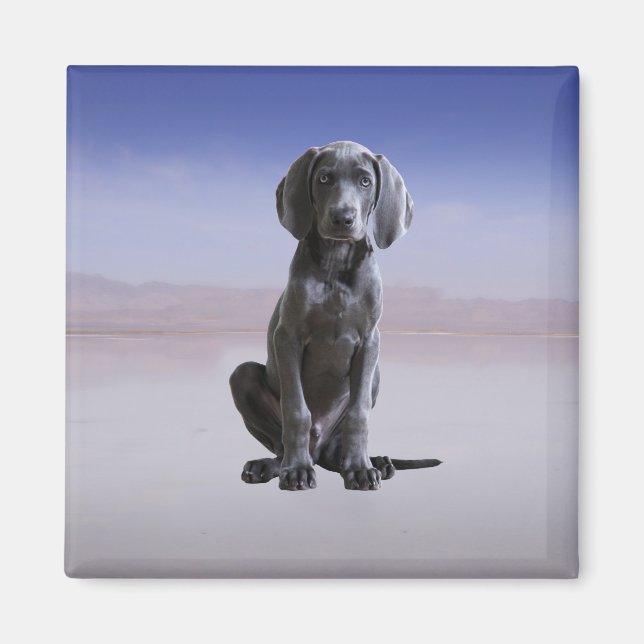 Aimant Chien Weimaraner Assis Sur La Plage (Devant)