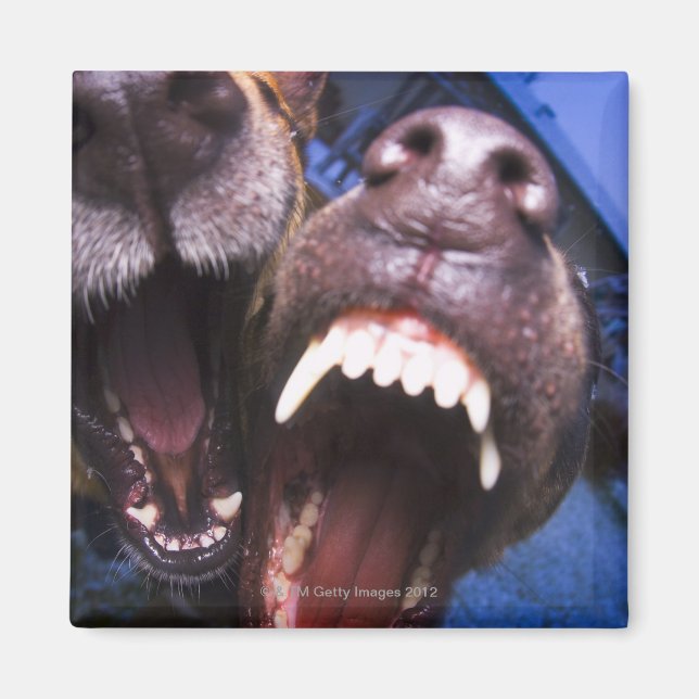 Aimant Chiens aboyant (Devant)