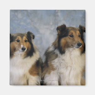 Aimant Chiens de berger de Shetland