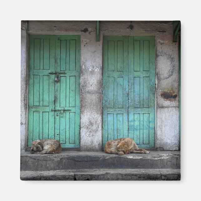 Aimant Chiens errants devant les portes vertes sales aima (Devant)