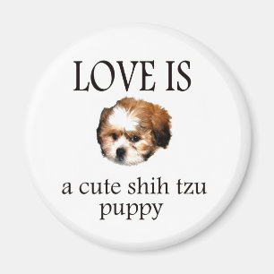 Aimant Chih Tzu Puppy