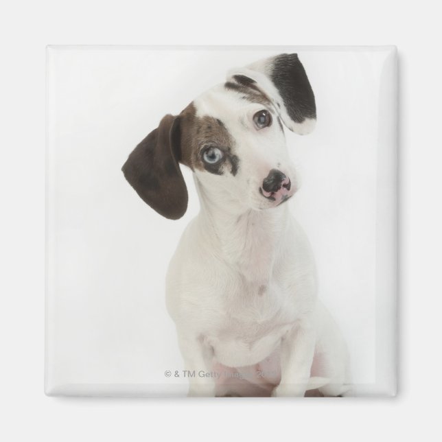 Aimant Chihuahua, chiot femelle Dachshund (Devant)