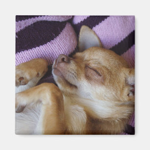 Aimant Chihuahua endormi