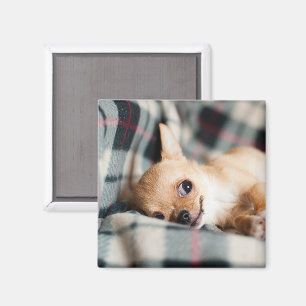 Aimant Chihuahua mignon et souriant sur couverture