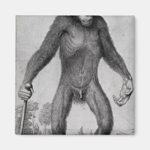 Aimant Chimpanzé, 1699