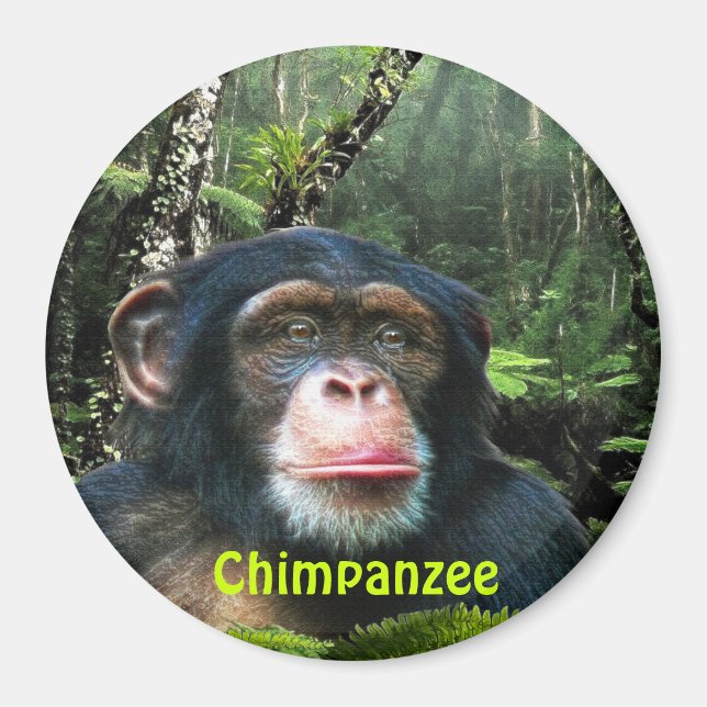 Aimant CHIMPANZEE & JUNGLE Primate Wildlife Art Magazine (Devant)
