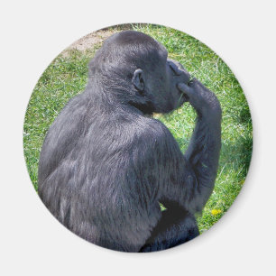 AIMANT CHIMPANZÉS