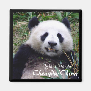 Aimant Chine, Chengdu, Panda II géant (Magnet)