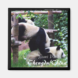 Aimant Chine, Chengdu, Pandas géants II (aimant)